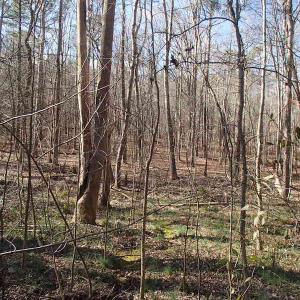 Photo of UNDER CONTRACT!  46.3 Acres of Farm and Timber Land For Sale in Nash County NC!