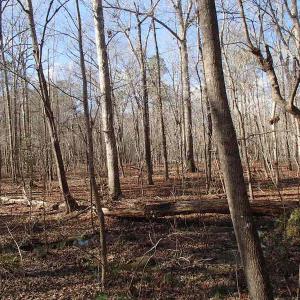 Photo of UNDER CONTRACT!  46.3 Acres of Farm and Timber Land For Sale in Nash County NC!