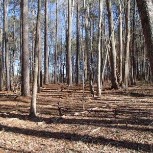Photo of UNDER CONTRACT!  46.3 Acres of Farm and Timber Land For Sale in Nash County NC!
