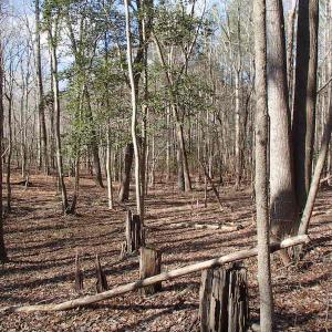 Photo of UNDER CONTRACT!  46.3 Acres of Farm and Timber Land For Sale in Nash County NC!
