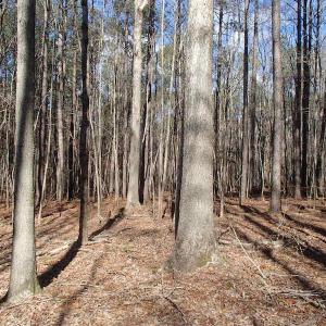 Photo of UNDER CONTRACT!  46.3 Acres of Farm and Timber Land For Sale in Nash County NC!