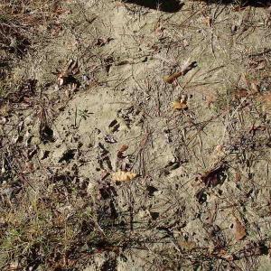 Photo of UNDER CONTRACT!  46.3 Acres of Farm and Timber Land For Sale in Nash County NC!