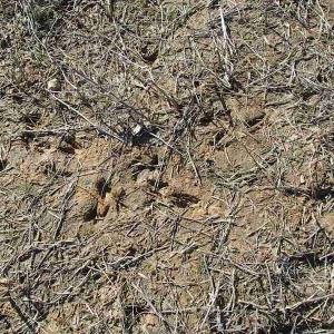 Photo of UNDER CONTRACT!  46.3 Acres of Farm and Timber Land For Sale in Nash County NC!