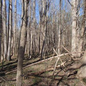 Photo of UNDER CONTRACT!  46.3 Acres of Farm and Timber Land For Sale in Nash County NC!
