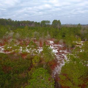 Photo of UNDER CONTRACT!  32 Acres of Residential Hunting and Timber Land for Sale in Bladen County NC!