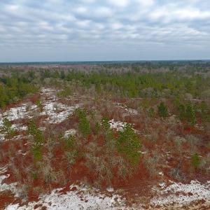 Photo of UNDER CONTRACT!  32 Acres of Residential Hunting and Timber Land for Sale in Bladen County NC!