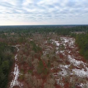 Photo of UNDER CONTRACT!  32 Acres of Residential Hunting and Timber Land for Sale in Bladen County NC!