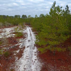 Photo of UNDER CONTRACT!  32 Acres of Residential Hunting and Timber Land for Sale in Bladen County NC!