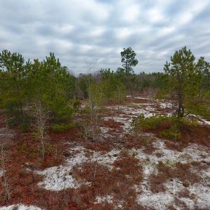 Photo of UNDER CONTRACT!  32 Acres of Residential Hunting and Timber Land for Sale in Bladen County NC!
