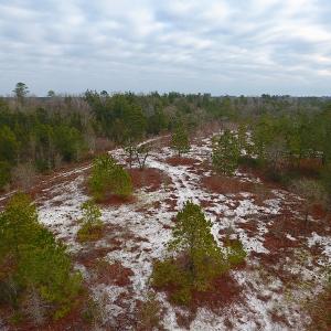 Photo of UNDER CONTRACT!  32 Acres of Residential Hunting and Timber Land for Sale in Bladen County NC!