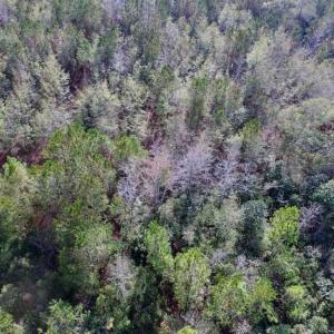 Photo of SOLD!  14 Acres of Residential Development Land For Sale in New Hanover County NC!