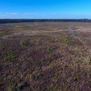 Photo of SOLD!  312 Acres of Farm and Hunting Land For Sale in Edgecombe County NC!