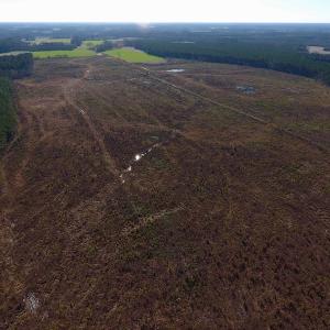 Photo of SOLD!  312 Acres of Farm and Hunting Land For Sale in Edgecombe County NC!