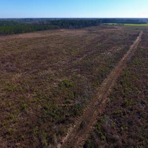 Photo of SOLD!  312 Acres of Farm and Hunting Land For Sale in Edgecombe County NC!