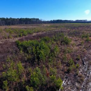 Photo of SOLD!  312 Acres of Farm and Hunting Land For Sale in Edgecombe County NC!