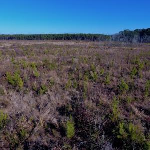 Photo of SOLD!  312 Acres of Farm and Hunting Land For Sale in Edgecombe County NC!