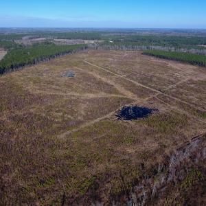 Photo of SOLD!  312 Acres of Farm and Hunting Land For Sale in Edgecombe County NC!