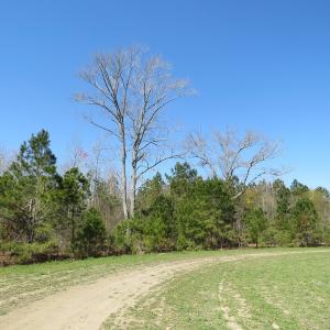 Photo of SOLD!  58 Acres of Farm and Timber Land For Sale in Robeson County NC!