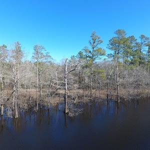 Photo of UNDER CONTRACT!  7 Acres of Riverfront Timber and Hunting Land For Sale in Pender County NC!
