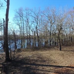 Photo of UNDER CONTRACT!  7 Acres of Riverfront Timber and Hunting Land For Sale in Pender County NC!