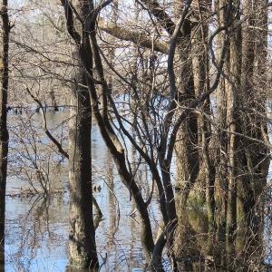 Photo of UNDER CONTRACT!  7 Acres of Riverfront Timber and Hunting Land For Sale in Pender County NC!