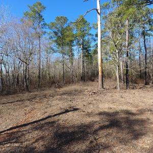 Photo of UNDER CONTRACT!  7 Acres of Riverfront Timber and Hunting Land For Sale in Pender County NC!