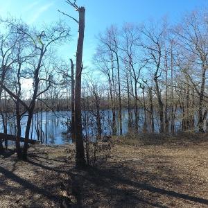 Photo of UNDER CONTRACT!  7 Acres of Riverfront Timber and Hunting Land For Sale in Pender County NC!