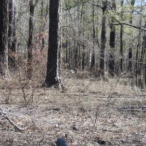 Photo of UNDER CONTRACT!  7 Acres of Riverfront Timber and Hunting Land For Sale in Pender County NC!