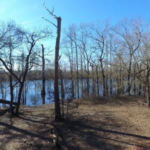 Photo of UNDER CONTRACT!  7 Acres of Riverfront Timber and Hunting Land For Sale in Pender County NC!