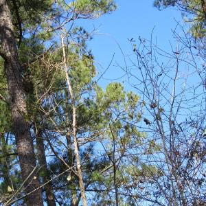 Photo of UNDER CONTRACT!  7 Acres of Riverfront Timber and Hunting Land For Sale in Pender County NC!