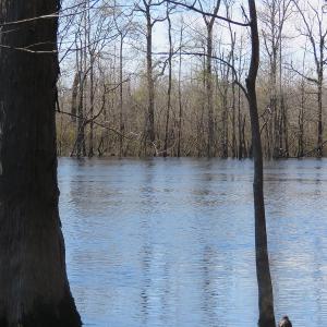 Photo of UNDER CONTRACT!  7 Acres of Riverfront Timber and Hunting Land For Sale in Pender County NC!