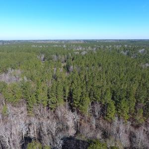 Photo of UNDER CONTRACT!  7 Acres of Riverfront Timber and Hunting Land For Sale in Pender County NC!