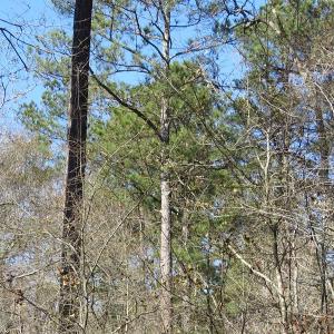 Photo of UNDER CONTRACT!  7 Acres of Riverfront Timber and Hunting Land For Sale in Pender County NC!