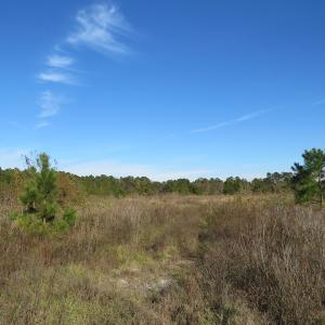 Photo of UNDER CONTRACT!  46 Acres of Recreational Land For Sale in Robeson County NC!