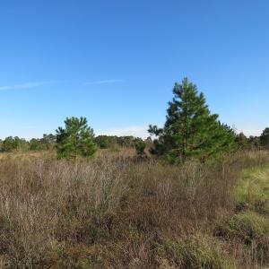 Photo of UNDER CONTRACT!  46 Acres of Recreational Land For Sale in Robeson County NC!