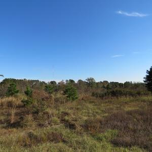 Photo of UNDER CONTRACT!  46 Acres of Recreational Land For Sale in Robeson County NC!