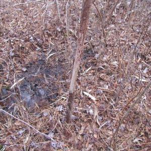 Photo of UNDER CONTRACT!  10 Acres of Recreational and Investment Land For Sale in Suffolk County VA!