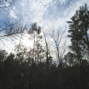 Photo of UNDER CONTRACT!  10 Acres of Recreational and Investment Land For Sale in Suffolk County VA!