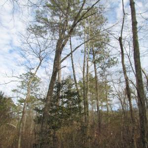 Photo of UNDER CONTRACT!  10 Acres of Recreational and Investment Land For Sale in Suffolk County VA!