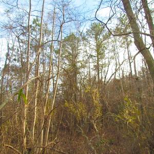 Photo of UNDER CONTRACT!  10 Acres of Recreational and Investment Land For Sale in Suffolk County VA!
