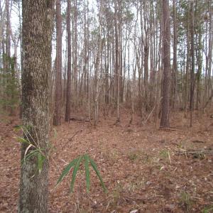 Photo of UNDER CONTRACT!  10 Acres of Recreational and Investment Land For Sale in Suffolk County VA!