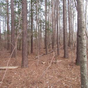 Photo of UNDER CONTRACT!  10 Acres of Recreational and Investment Land For Sale in Suffolk County VA!