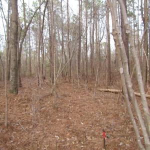 Photo of UNDER CONTRACT!  10 Acres of Recreational and Investment Land For Sale in Suffolk County VA!