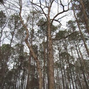 Photo of UNDER CONTRACT!  10 Acres of Recreational and Investment Land For Sale in Suffolk County VA!
