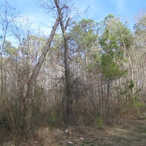 Photo of UNDER CONTRACT!  10 Acres of Recreational and Investment Land For Sale in Suffolk County VA!