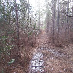 Photo of UNDER CONTRACT!  10 Acres of Recreational and Investment Land For Sale in Suffolk County VA!