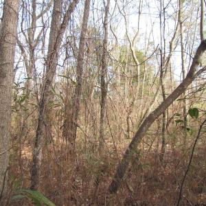 Photo of UNDER CONTRACT!  10 Acres of Recreational and Investment Land For Sale in Suffolk County VA!