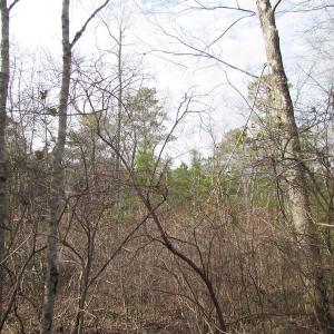 Photo of UNDER CONTRACT!  10 Acres of Recreational and Investment Land For Sale in Suffolk County VA!