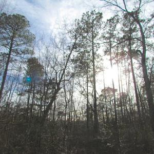 Photo of UNDER CONTRACT!  10 Acres of Recreational and Investment Land For Sale in Suffolk County VA!