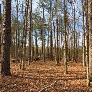 Photo of UNDER CONTRACT!  10.03 Acres of Hunting and Timberland For Sale in Warren County NC!